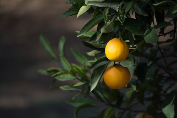 收获时树上的橘子。西班牙的橘子。图片下载