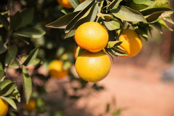 收获时树上的橘子。西班牙的橘子。图片下载