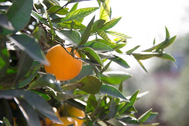 收获时树上的橘子。西班牙的橘子。图片下载