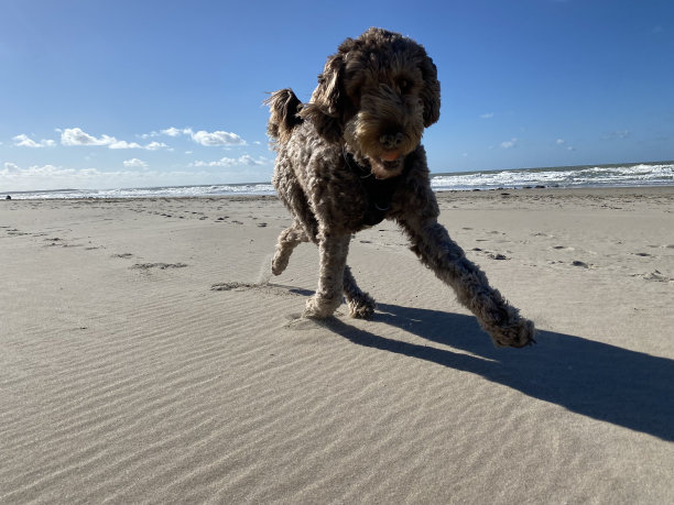 海滩上有狗和爪印图片下载