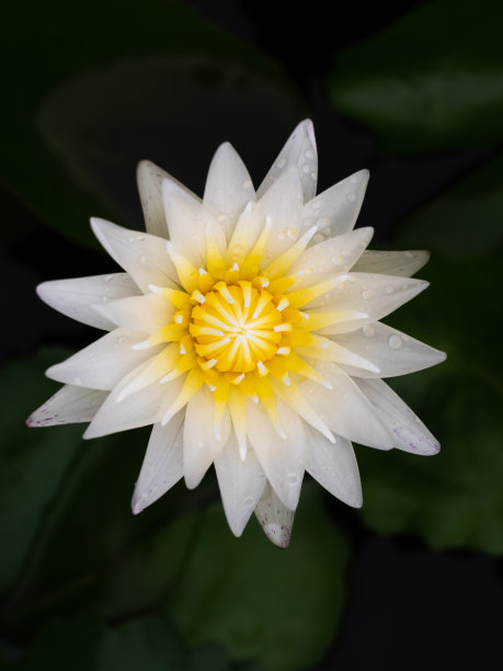 雨落在池中的白莲上图片下载