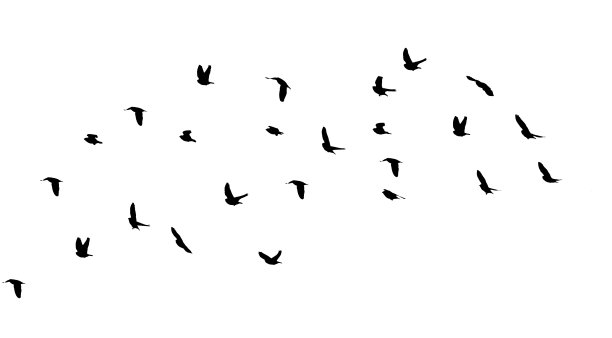 一群群鸟在白色的天空背景下飞翔图片下载