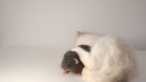 可爱的白毛猫和黑猫。布偶猫小猫。图片下载