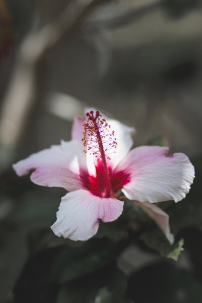 垂直拍摄的美丽的粉红色夏威夷木槿在森林中间图片下载
