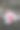 垂直拍摄的美丽的粉红色夏威夷木槿在森林中间图片下载