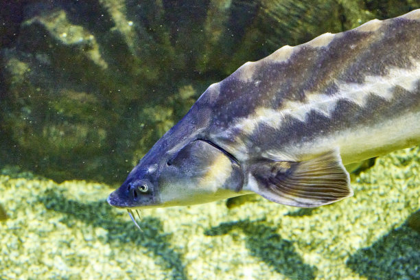 河底漂浮在水中的鲟鱼图片下载