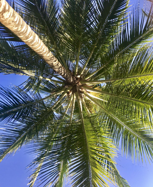 肯尼亚旅游图片下载