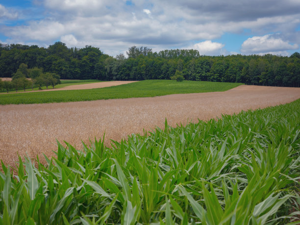 法国和瑞士边境上的一片玉米地图片下载