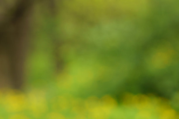 模糊的背景。小树林里有绿色的花朵和树叶。的背景图片。图片下载