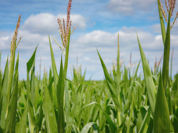 法国和瑞士边境上的一片玉米地图片下载