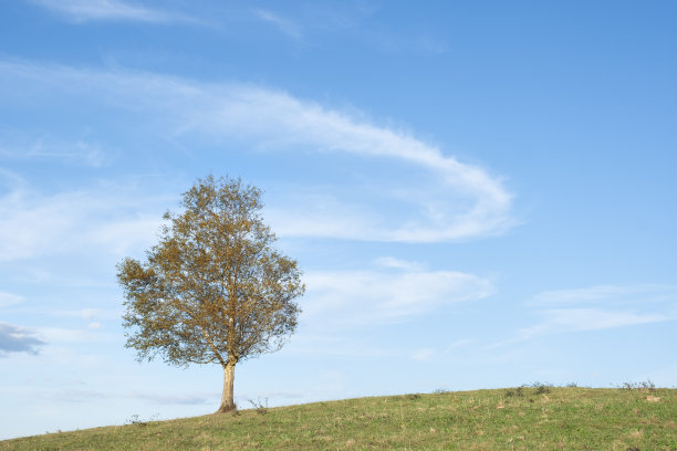 秋天孤独的树图片下载