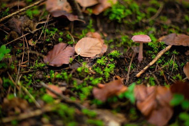 高角度的蘑菇和地上的秋叶图片下载