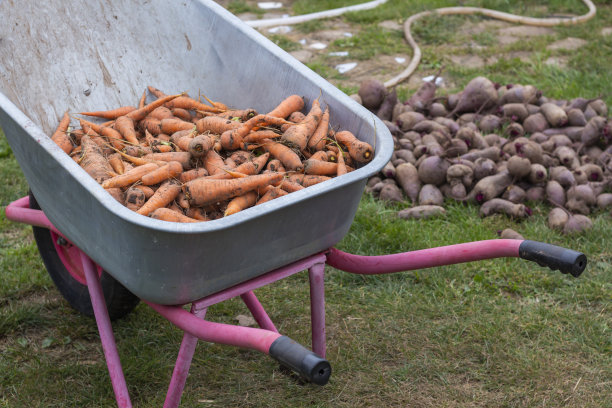 收获的胡萝卜用花园手推车运输，秋收理念图片下载