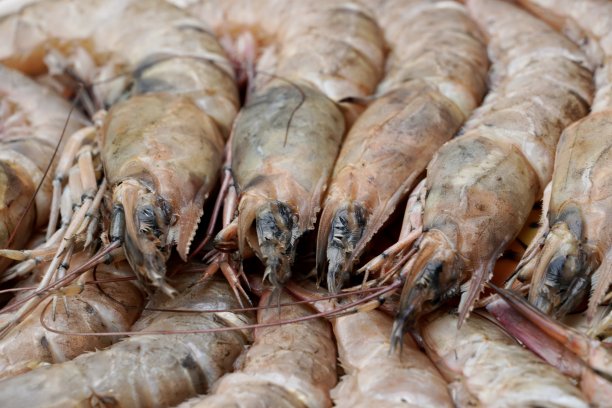 新鲜的虾鱼装在盘子里。市场上的虾。图片下载