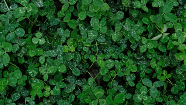 特写的绿色三叶草叶子与水滴从雨或晨露。抽象自然软背景与复制空间，俯视图。图片下载