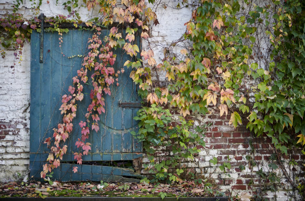 古老仓库的门上覆盖着秋叶图片下载