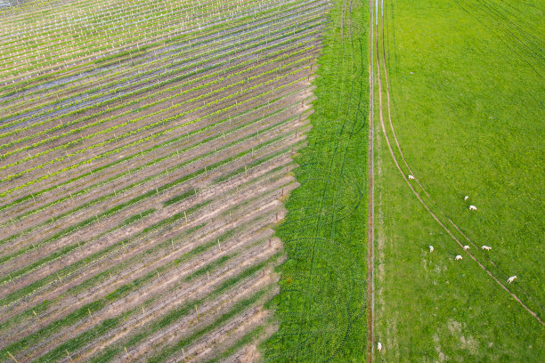 有葡萄园的农田，羊群在郁郁葱葱的绿色牧场上吃草图片下载