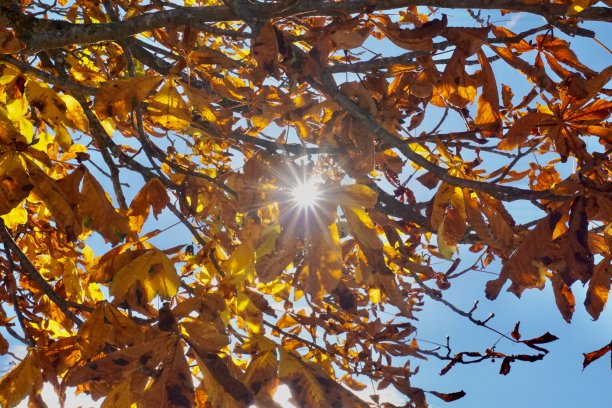 秋天的一棵大栗子树阳光穿过秋天的栗树。栗树下的长椅，变成了秋天的颜色。图片下载