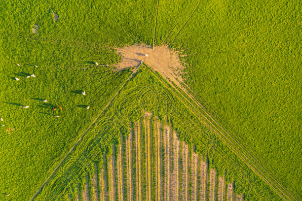 有葡萄园的农田，羊群在郁郁葱葱的绿色牧场上吃草图片下载