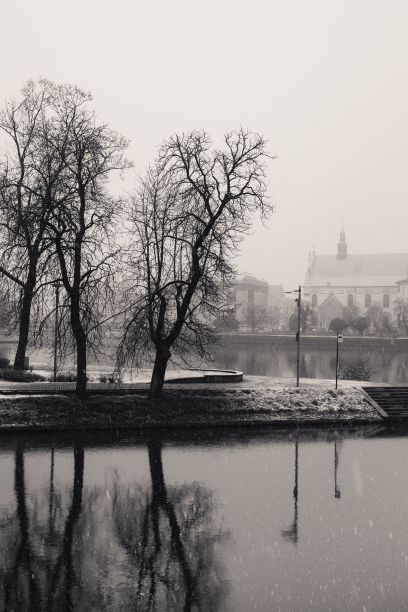 冬天，裸树倒映在湖面上的灰度垂直照片图片下载