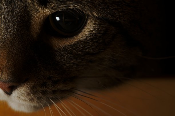 一个可爱的兔子的鼻子的选择性聚焦镜头图片下载