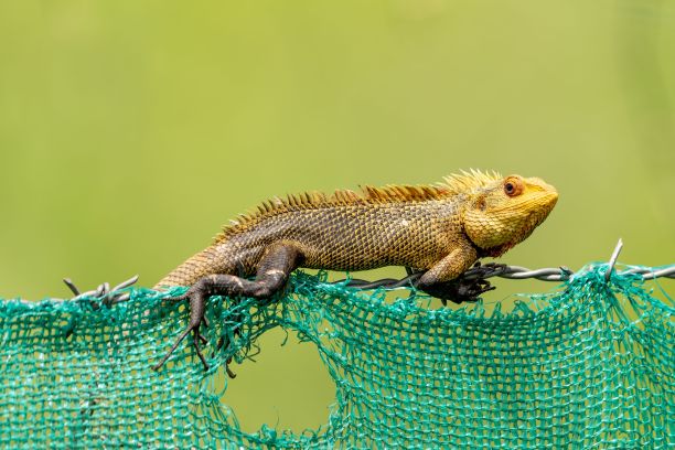 在绿色背景下，一只东方花园蜥蜴在金属线上的特写图片下载
