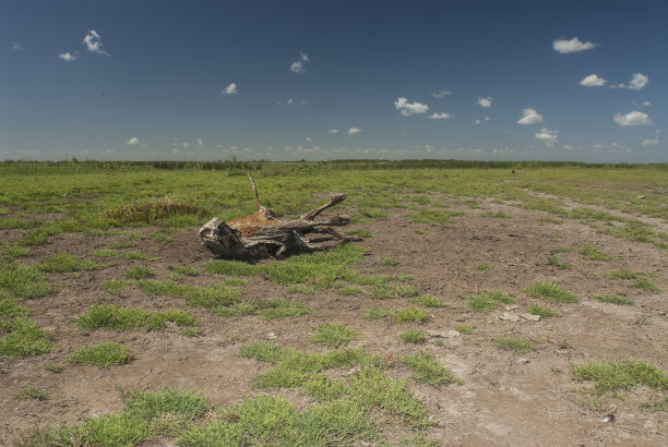 死麋鹿躺在山谷-虐待动物的概念图片下载