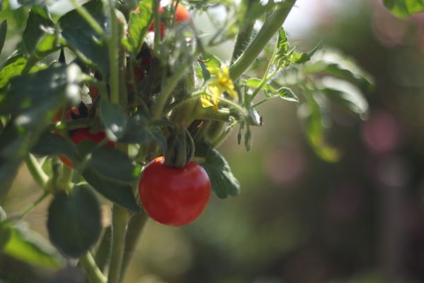 阳光明媚的普罗旺斯花园里的番茄图片下载