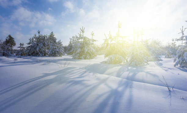 冬日阳光下的雪松林地自然风光图片下载
