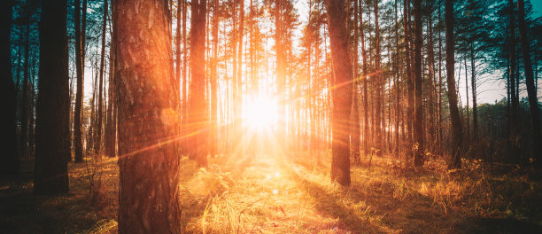 全景阳光透过树林和树木在秋天的森林景观。秋天森林里的阳光。丰富和饱和的颜色。晚霞明媚的秋林图片下载