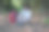年轻的背包远足植物学研究妇女走在森林里，注意看树离开图片下载