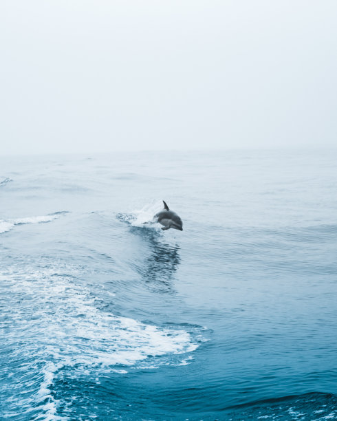 垂直拍摄一只可爱的海豚跳入深蓝色波浪的海洋图片下载