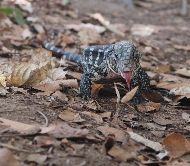 这张照片拍摄的是一头鬼鬼祟祟的二恶龙在公园中央游荡图片下载