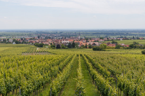 葡萄园在Maikammer，莱茵兰-普法尔茨，德国图片下载