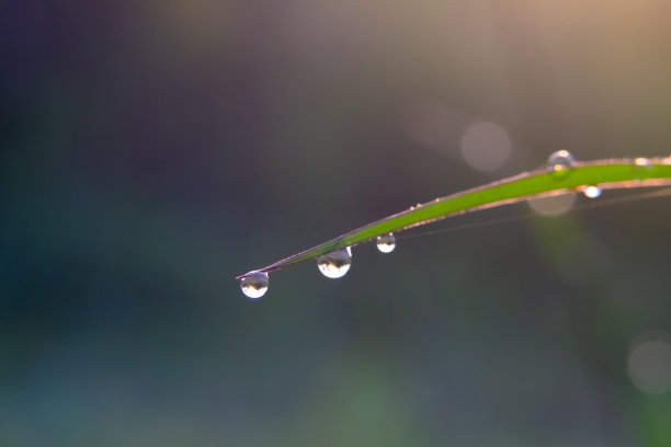 树叶上的晨露特写照片，自然水滴为背景图片下载