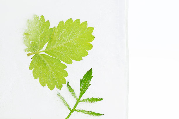 绿色的植物叶子在冰块里有气泡图片下载