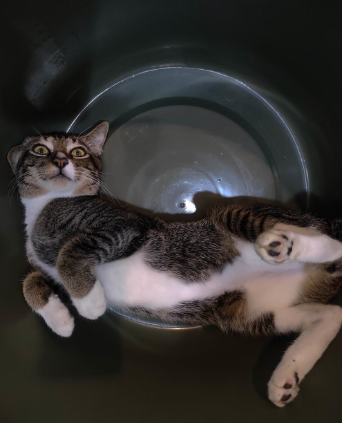 有趣的猫震惊的表情-库存照片图片下载