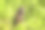 乌干达伊丽莎白女王国家公园的成年橄榄狒狒，阿努比斯狒狒。这种旧大陆猴因其绿灰色皮毛的颜色而得名图片下载