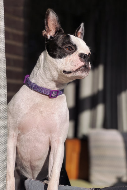 年轻的波士顿梗犬从窗外往里看。她那独特的耳朵向上翘着。图片下载