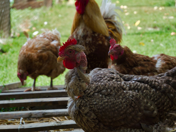 灰色的母鸡鸡扫视和开始在相机镜头与模糊的羊群在背景图片下载