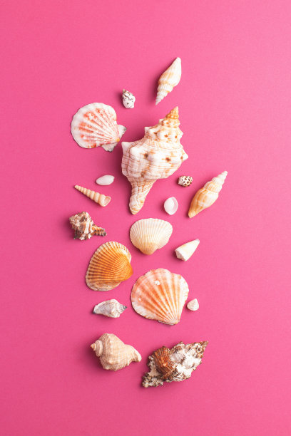 贝壳收藏的俯视图排列在明亮的粉红色背景。图片下载