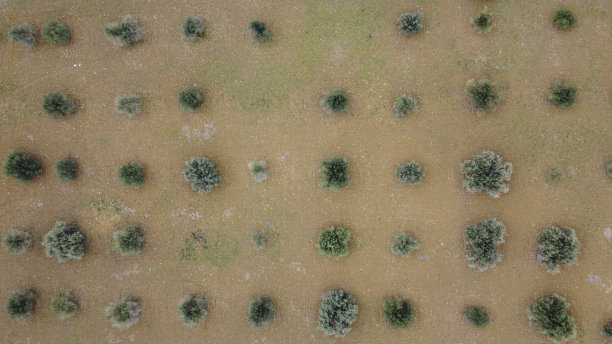 谷物鸟瞰图图片下载