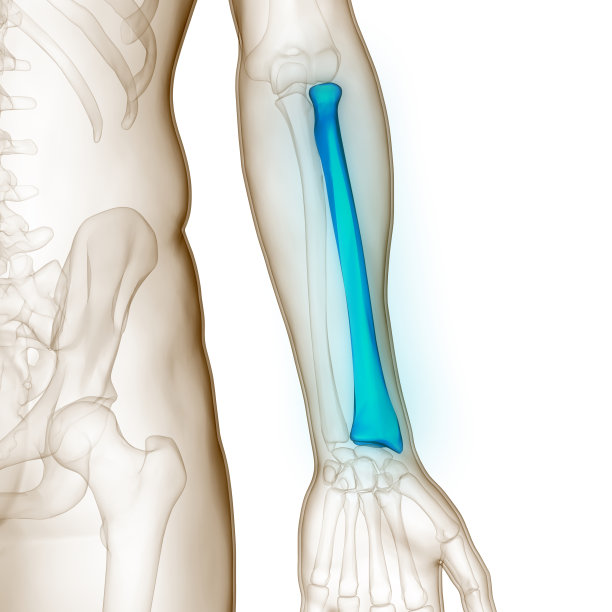 人体骨骼系统桡骨关节解剖学图片下载