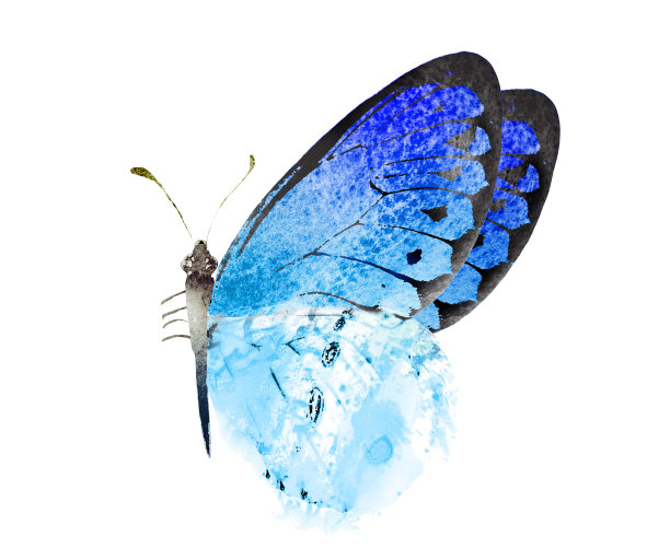 彩色水彩蝴蝶，孤立在白色的背景上图片下载