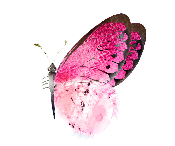 彩色水彩蝴蝶，孤立在白色的背景上图片下载