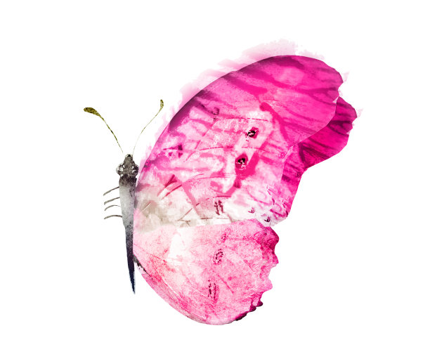 彩色水彩蝴蝶，孤立在白色的背景上图片下载