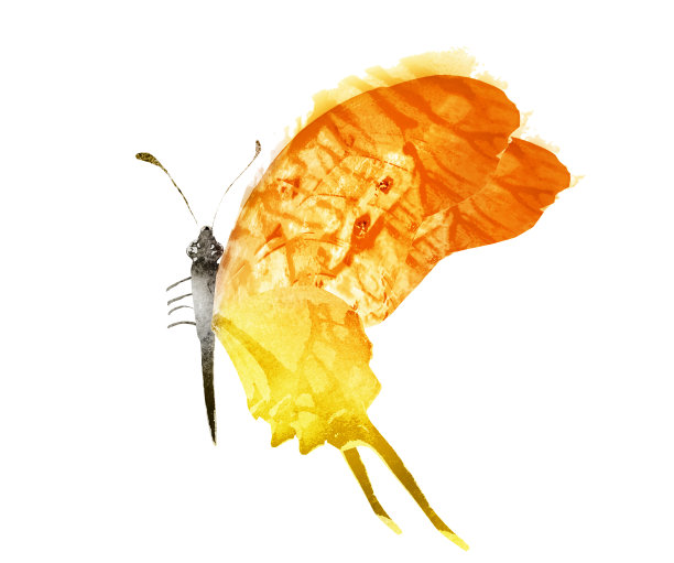 彩色水彩蝴蝶，孤立在白色的背景上图片下载