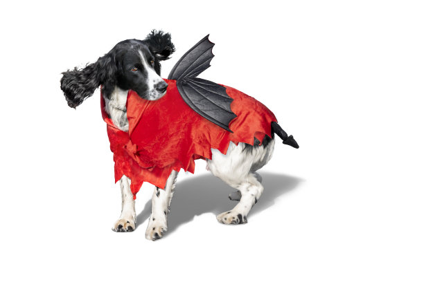 黑白相间的西班牙猎犬，长着又长又圆的波状耳朵，穿着万圣节吸血鬼服装。孤立的白色背景。图片下载