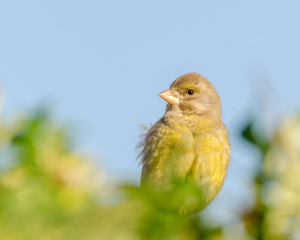 一个可爱的黄色金丝雀在模糊的背景特写镜头图片下载