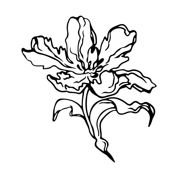 花单线画。花的简约风格。自然的象征。植物印。图片下载